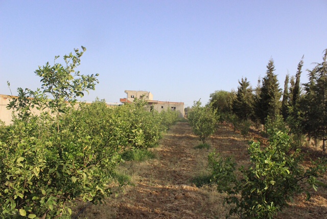 Mornag El Ksibi Terrain Terrain agricole Terrain nue avec maison inacheve