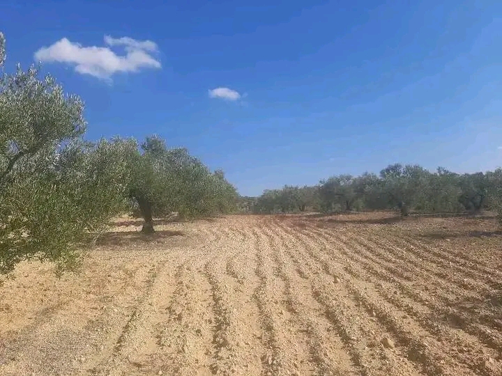 Zaghouan Zaghouan Terrain Terrain agricole 6 hectare olive